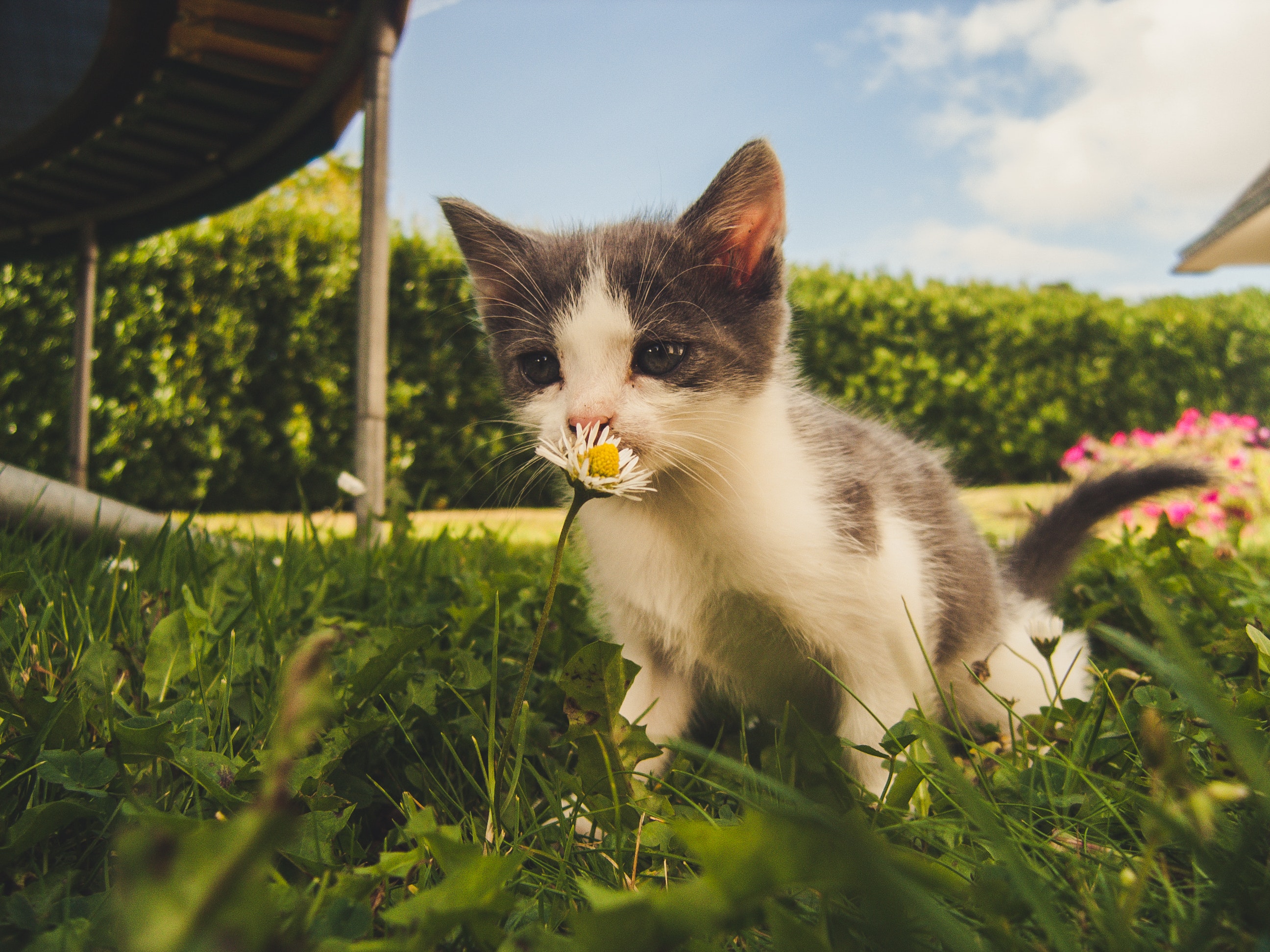 Cat in garden